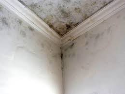 Best Attic Mold Removal  in Cleveland, AL